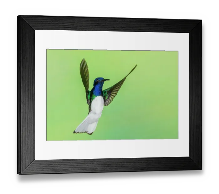 Framed Print : White-necked Jacobin flying, Northern Peru