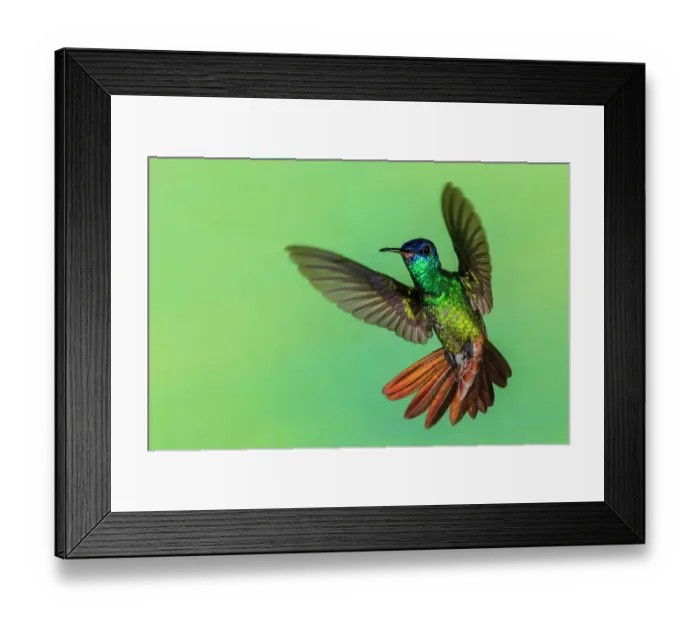 Framed Print : Golden-tailed sapphire, defensive flight in Northern Peru Framed Print : Golden-tailed sapphire, defensive flight in Northern Peru