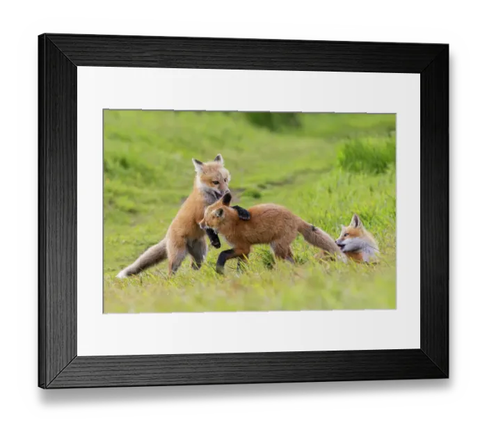 Framed Print : Playful red fox Youngsters, Washington State