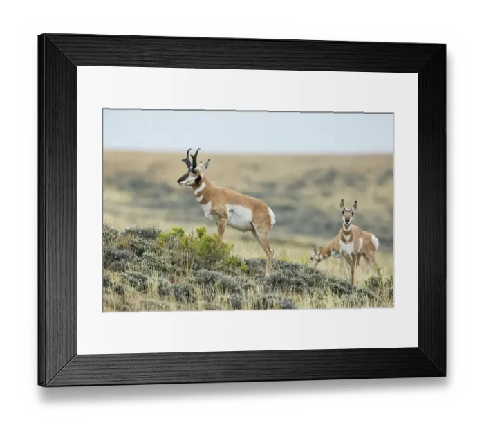 Framed Print : Pronghorn buck courting a pair of young doe's in North Park, Colorado Framed Print : Pronghorn buck courting a pair of young doe's in North Park, Colorado