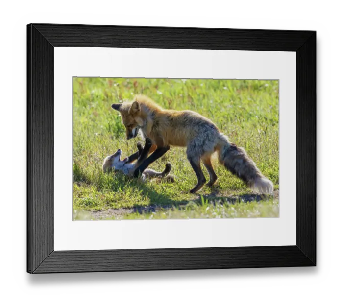 Framed Print : Red fox vixen playing with one of her kits, Washington State