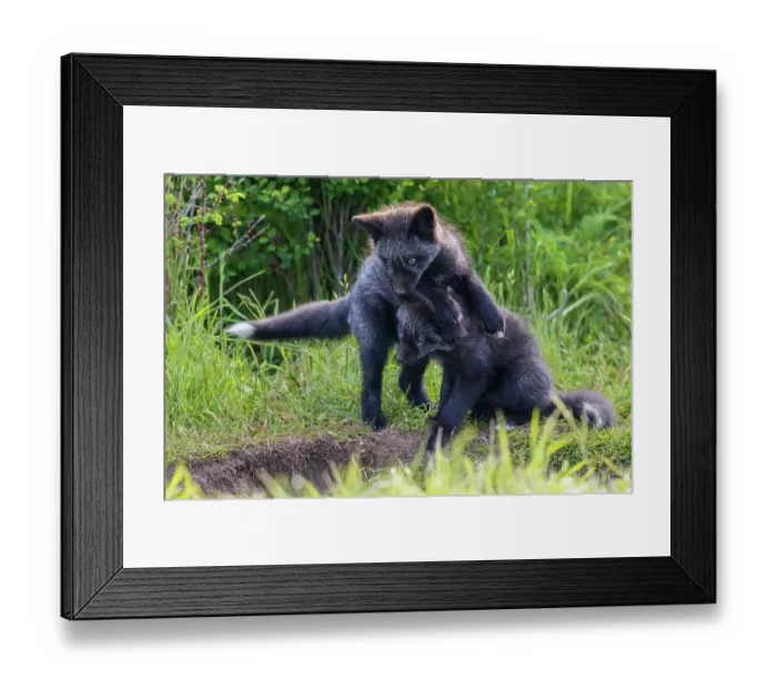Framed Print : Black phase red fox kits playing near den entrance, Washington State, USA Framed Print : Black phase red fox kits playing near den entrance, Washington State, USA