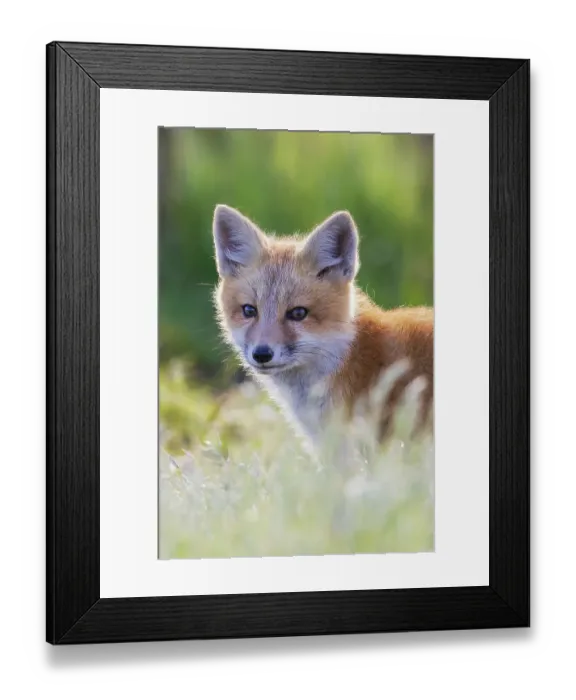 Framed Print : Red fox kit portrait in backlight, Washington State Framed Print : Red fox kit portrait in backlight, Washington State