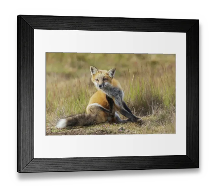 Framed Print : Young red fox with an itch in Washington State Framed Print : Young red fox with an itch in Washington State
