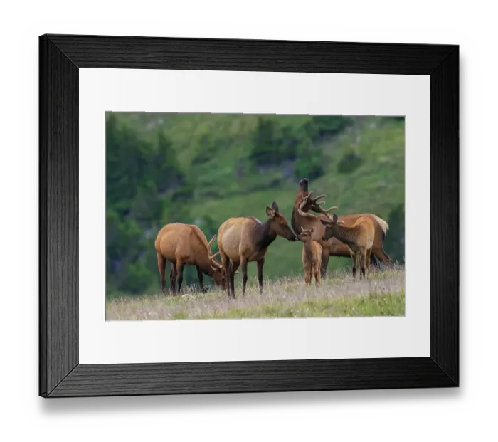 Framed Print : Young calf elk greets its mother in the alpine country of the Colorado Rockies Framed Print : Young calf elk greets its mother in the alpine country of the Colorado Rockies