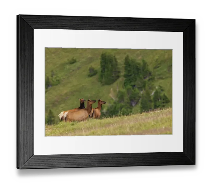 Framed Print : Alert cow elk keeping an eye on a potential threat in the Colorado alpine country Framed Print : Alert cow elk keeping an eye on a potential threat in the Colorado alpine country