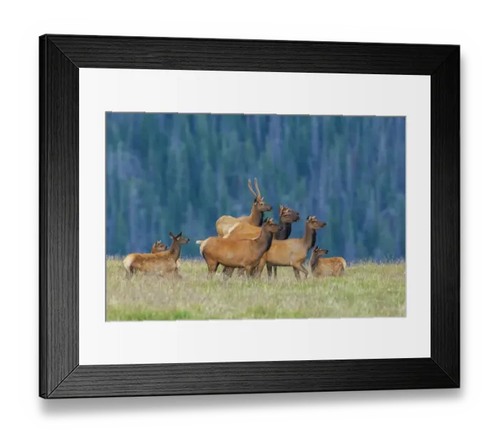 Framed Print : Nearby coyote captures the attention of this herd of elk Framed Print : Nearby coyote captures the attention of this herd of elk