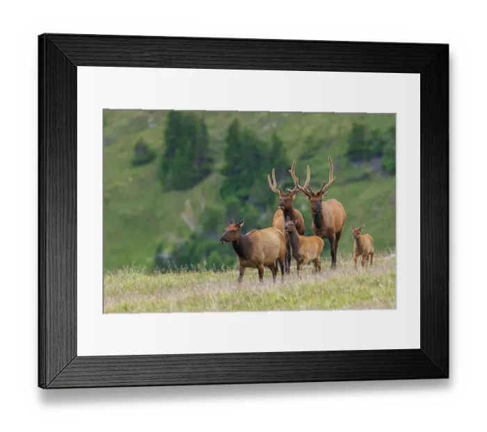 Framed Print : Cow elk leads her youngsters in front of a pair of young bull elk in the alpine country of the Rocky Mountains Framed Print : Cow elk leads her youngsters in front of a pair of young bull elk in the alpine country of the Rocky Mountains