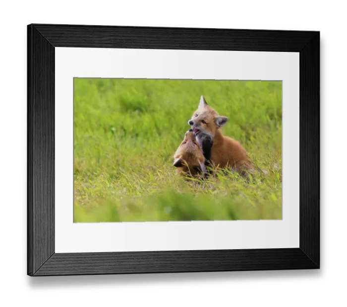 Framed Print : Playful red fox Youngsters, Washington State