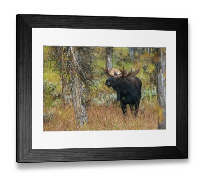 Framed Print : Bull moose catches a scent in the air Framed Print : Bull moose catches a scent in the air