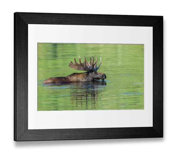 Framed Print : Bull moose takes advantage of a small pond to cool off and graze a bit in the Rocky Mountains of Colorado Framed Print : Bull moose takes advantage of a small pond to cool off and graze a bit in the Rocky Mountains of Colorado