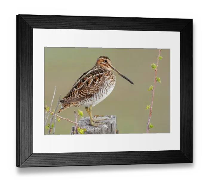 Framed Print : Common snipe finds a good vantage point to look over its surroundings in Southeast Oregon Framed Print : Common snipe finds a good vantage point to look over its surroundings in Southeast Oregon