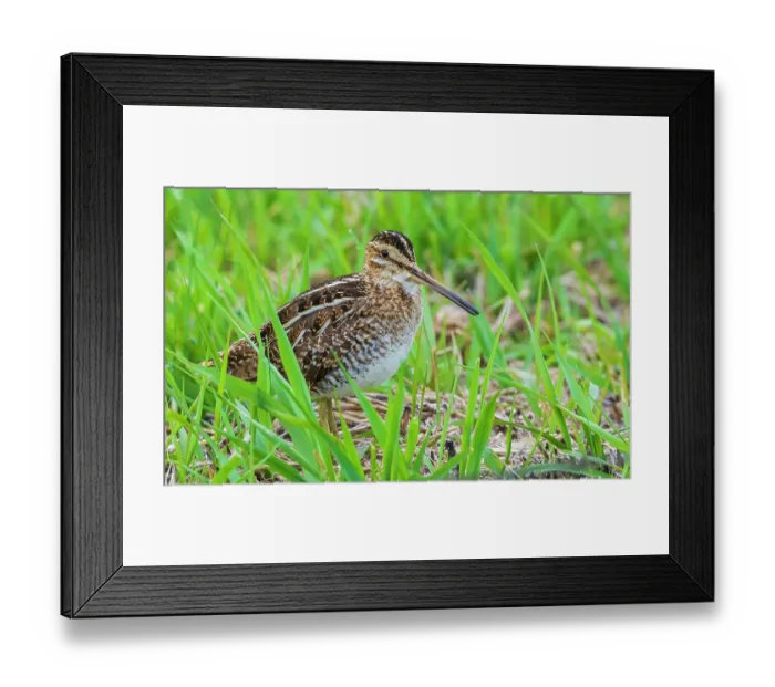 Framed Print : Common snipe peeks through wetland vegetation in Colorado Framed Print : Common snipe peeks through wetland vegetation in Colorado
