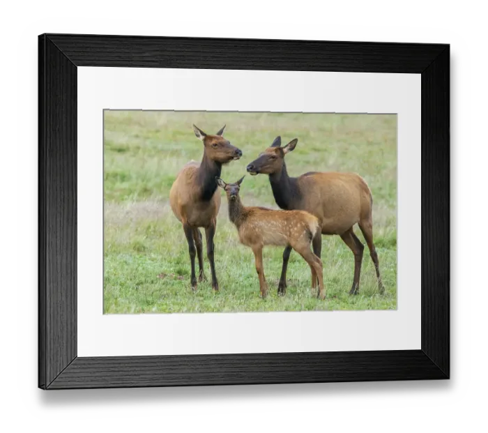 Framed Print : Elk calf seeking comfort among the adults, Colorado Framed Print : Elk calf seeking comfort among the adults, Colorado