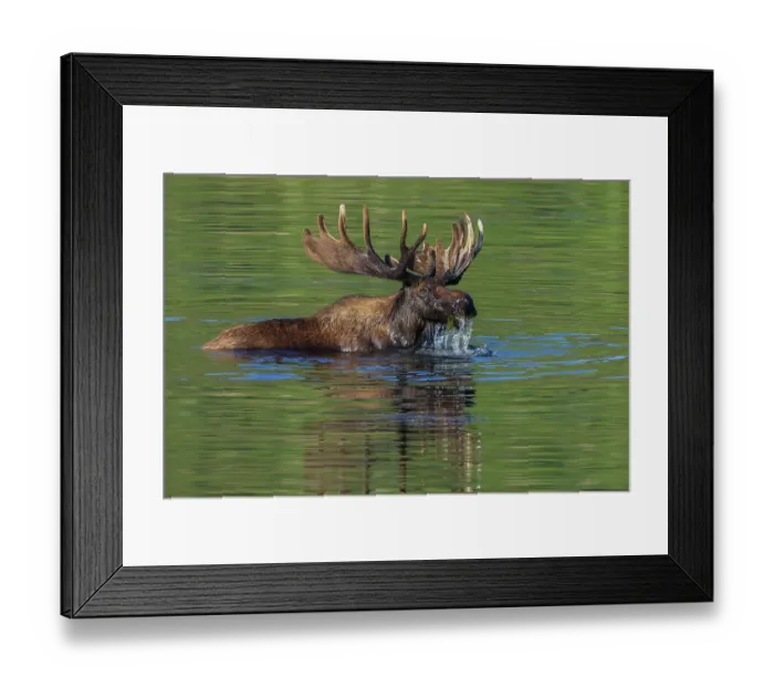 Framed Print : Bull moose foraging in small pond Framed Print : Bull moose foraging in small pond