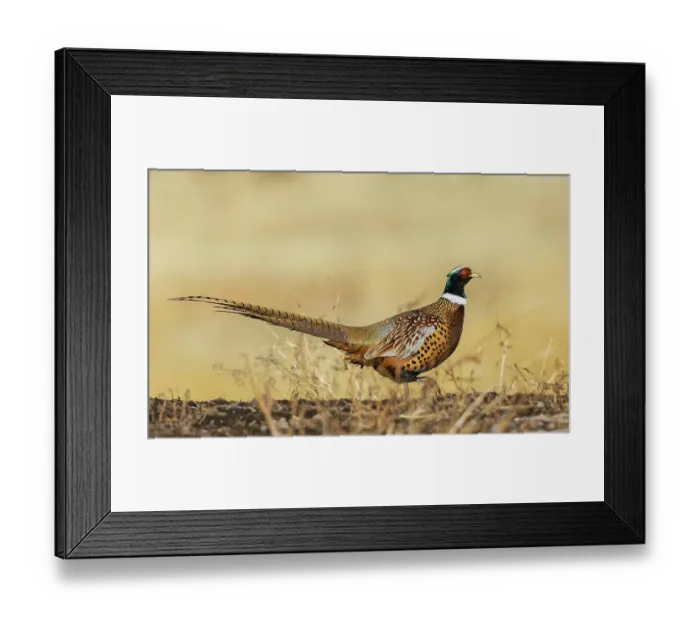 Framed Print : Ring-necked pheasant on the move in eastern Colorado