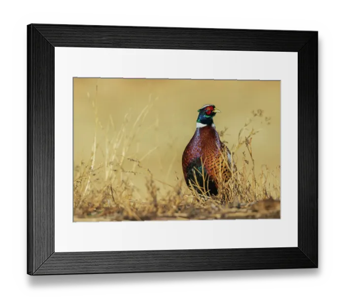 Framed Print : Ring-necked pheasant pauses for a moment in eastern Colorado