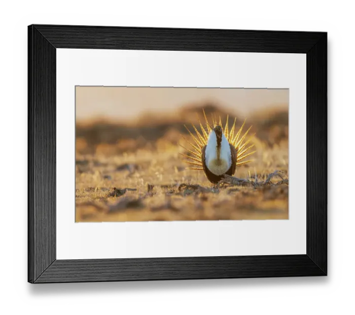Framed Print : Greater sage grouse male silhouetted in morning light Framed Print : Greater sage grouse male silhouetted in morning light