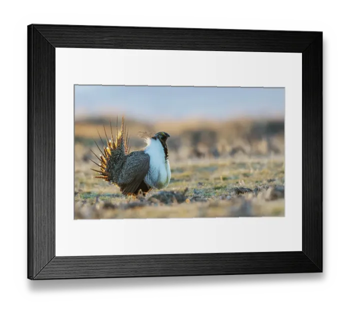 Framed Print : Greater sage grouse male performing courtship dance on lek Framed Print : Greater sage grouse male performing courtship dance on lek