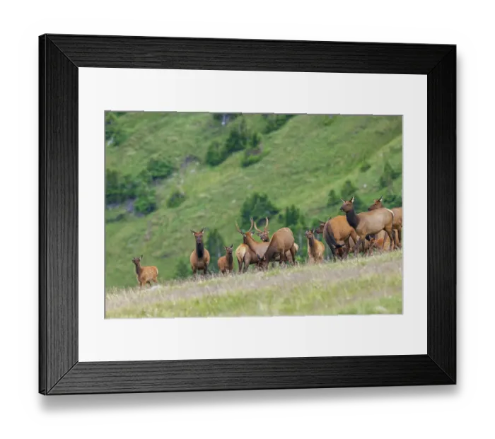 Framed Print : Elk herd at home in the alpine tundra country of the Colorado Mountains Framed Print : Elk herd at home in the alpine tundra country of the Colorado Mountains