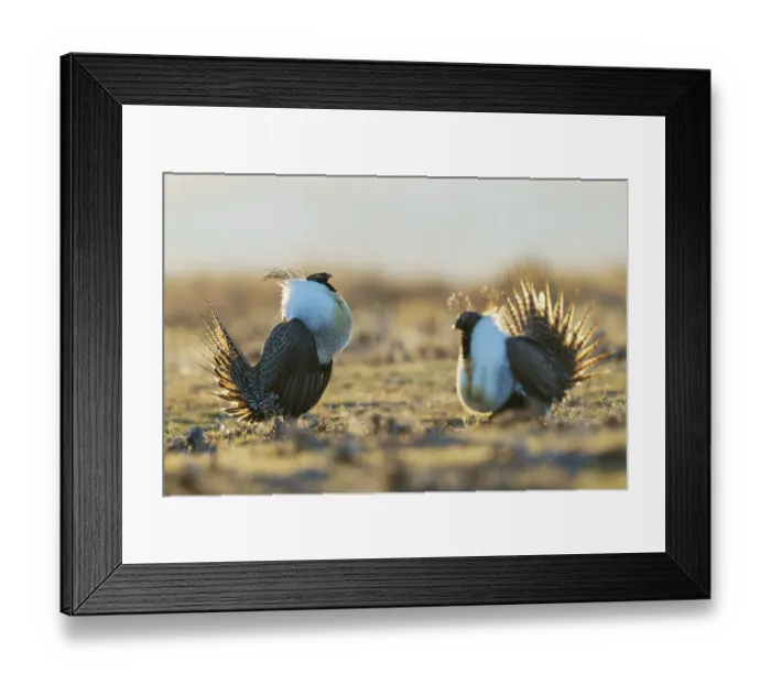 Framed Print : Sage grouse males compete for the premium spot on the lek in Colorado Framed Print : Sage grouse males compete for the premium spot on the lek in Colorado