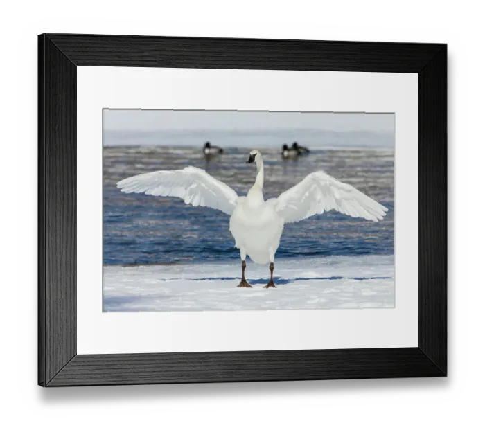 Framed Print : Trumpeter swan, winter time wing stretch
