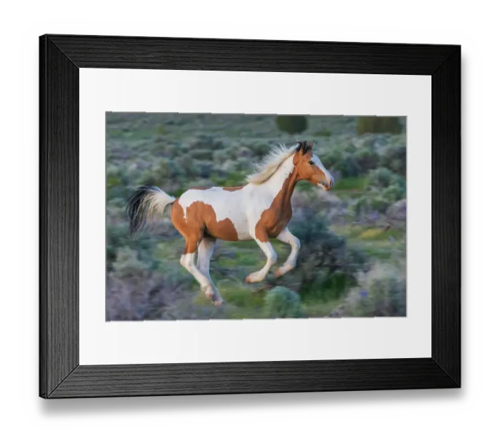 Framed Print : Young wild mustang playfully running through the sage brush Framed Print : Young wild mustang playfully running through the sage brush