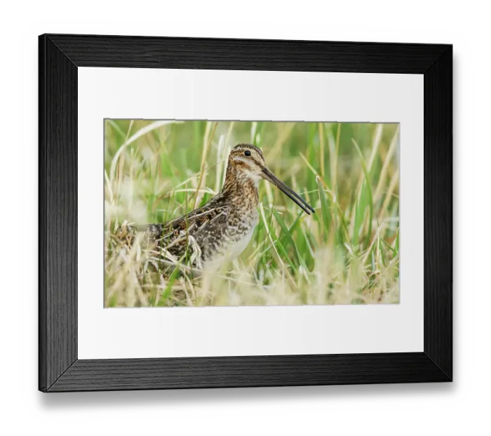 Framed Print : Common snipe peeks through wetland vegetation in Colorado Framed Print : Common snipe peeks through wetland vegetation in Colorado