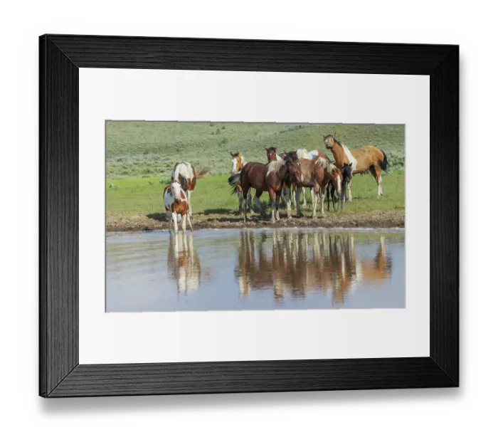 Framed Print : Thirsty band of wild mustangs Framed Print : Thirsty band of wild mustangs