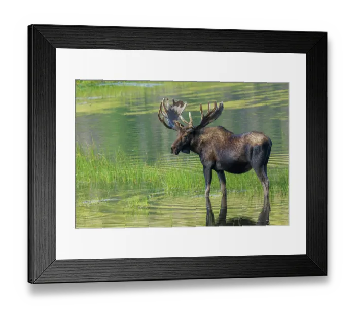 Framed Print : Bull moose takes advantage of a small pond to cool off in the Rocky Mountains of Colorado Framed Print : Bull moose takes advantage of a small pond to cool off in the Rocky Mountains of Colorado