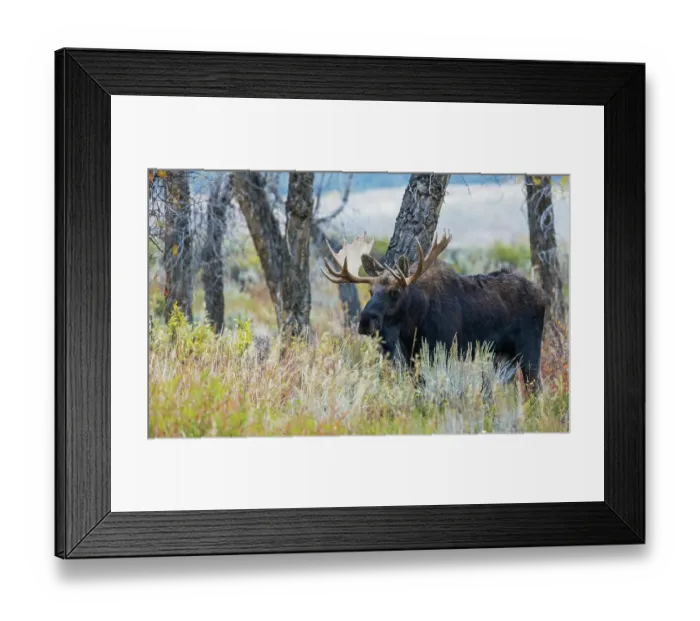 Framed Print : Bull moose, autumn color along the river bed Framed Print : Bull moose, autumn color along the river bed