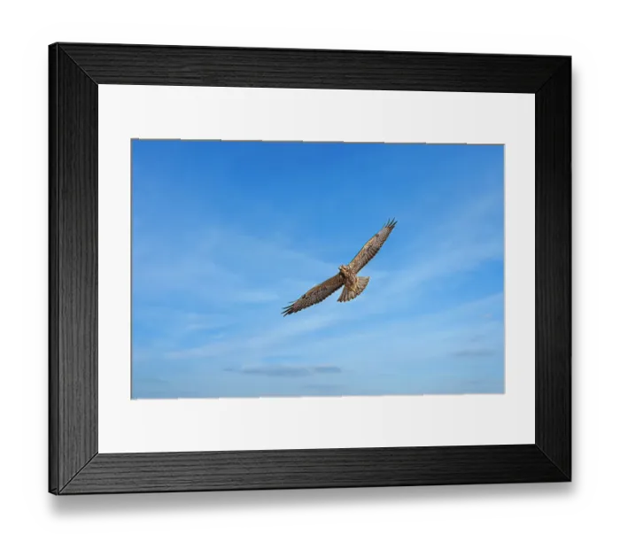Framed Print : Juvenile Swainson's hawk in ghost town of Chesterfield, Idaho Framed Print : Juvenile Swainson's hawk in ghost town of Chesterfield, Idaho
