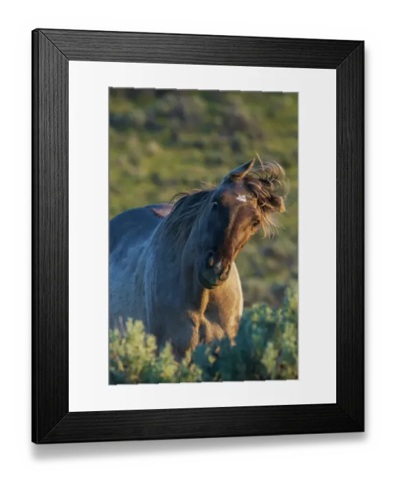 Framed Print : Wild mustang stallion sharing a funny face