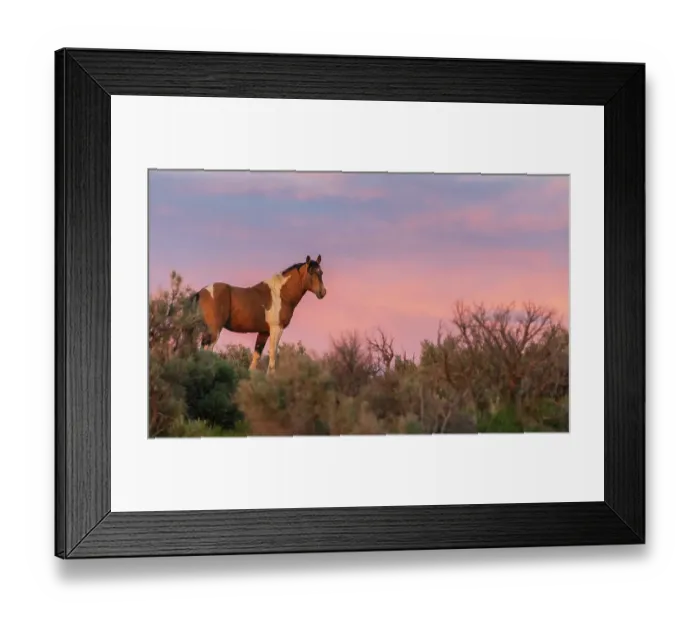 Framed Print : Wild mustang stallion looks over his territory at dusk Framed Print : Wild mustang stallion looks over his territory at dusk