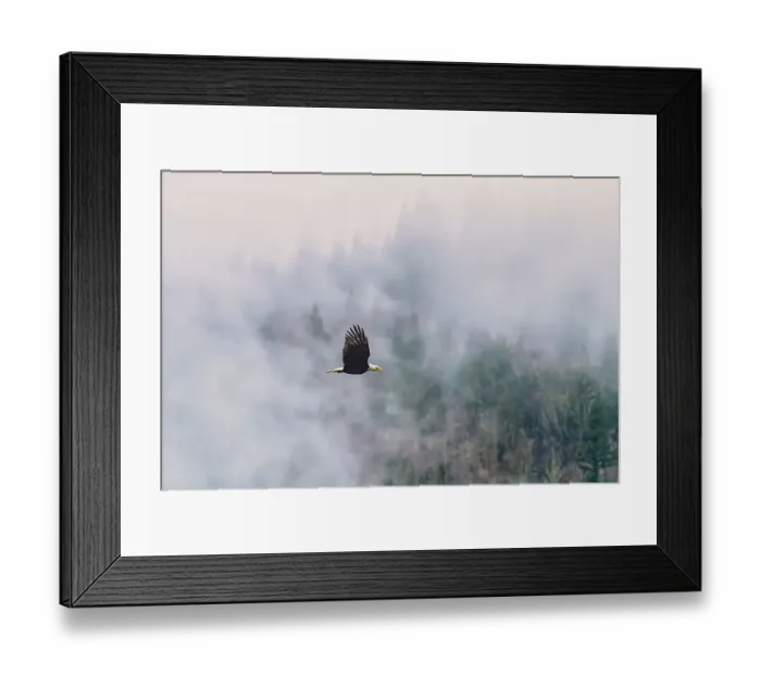 Framed Print : Bald eagle in flight. Cascade mountains, Nooksack River, Pacific Northwest, Washington State, USA Framed Print : Bald eagle in flight. Cascade mountains, Nooksack River, Pacific Northwest, Washington State, USA