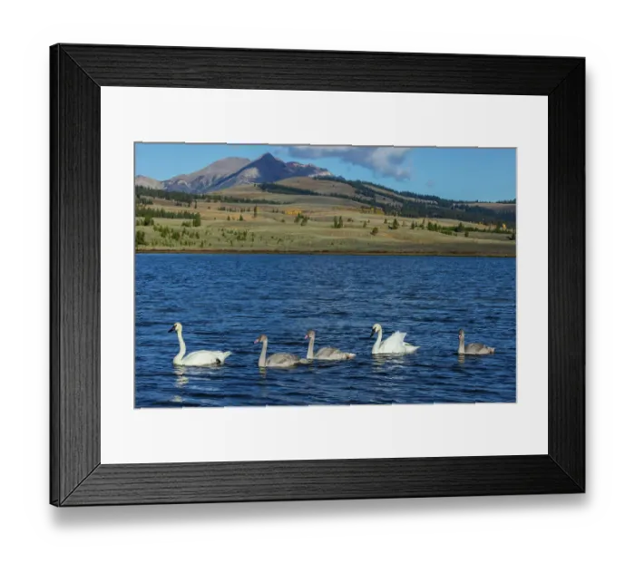 Framed Print : Trumpeter swan family exploring the shoreline of a pond