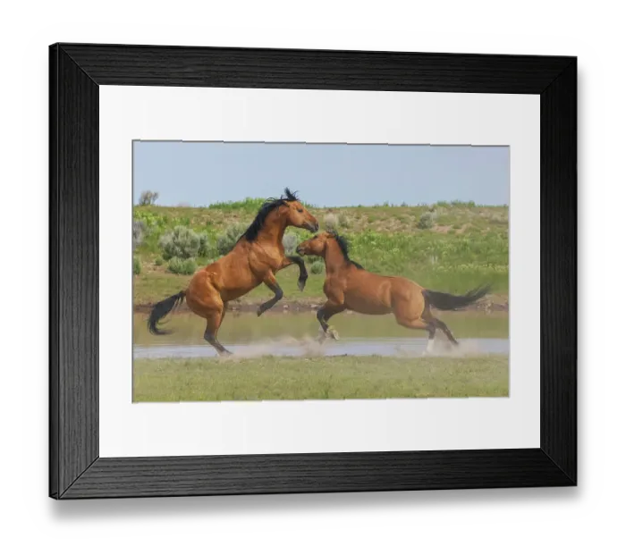 Framed Print : Wild mustang stallions battle as their bands come together at a water hole