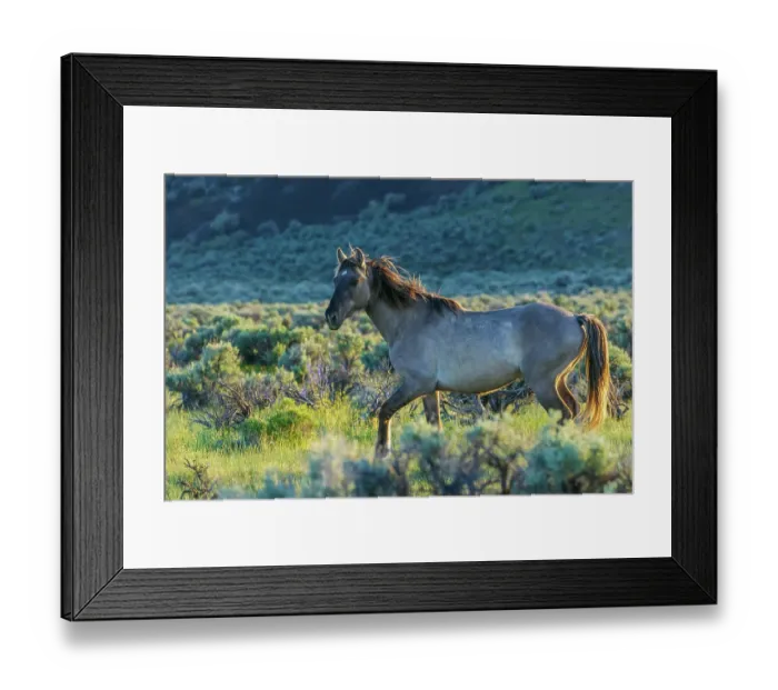 Framed Print : Wild mustang stallion taking a closer look Framed Print : Wild mustang stallion taking a closer look