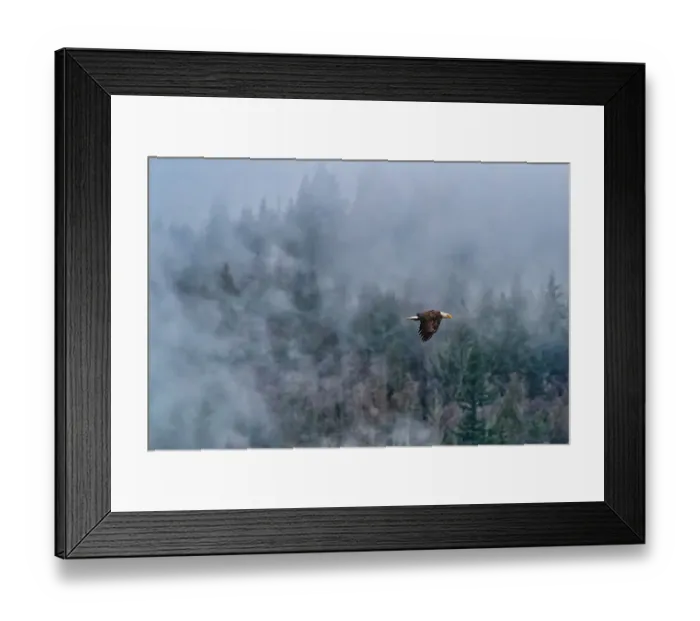 Framed Print : Bald eagle in flight in Cascade mountains, Washington State, USA Framed Print : Bald eagle in flight in Cascade mountains, Washington State, USA