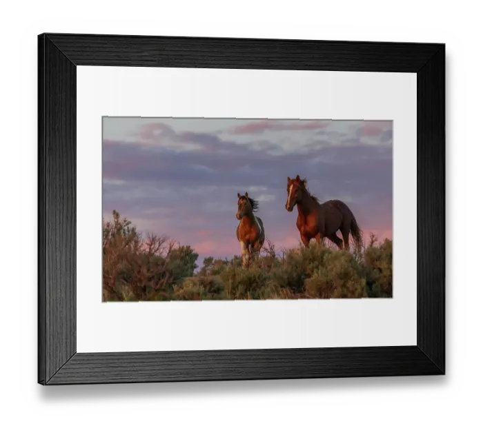 Framed Print : Pair of dominate stallions confront each other at dusk Framed Print : Pair of dominate stallions confront each other at dusk