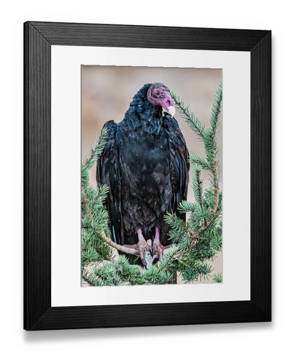 Framed Print : Adult turkey vulture in Mesa Verde National Park Framed Print : Adult turkey vulture in Mesa Verde National Park