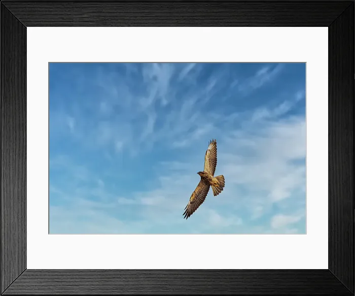 Framed Print : Juvenile Swainson's hawk in ghost town of Chesterfield, Idaho Framed Print : Juvenile Swainson's hawk in ghost town of Chesterfield, Idaho