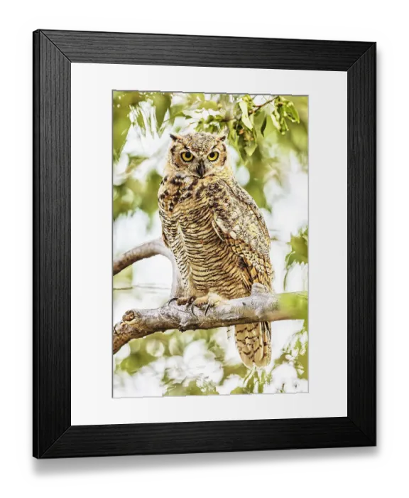Framed Print : Great horned owl in a rural pasture in southwestern Montana