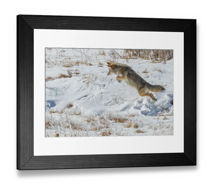 Framed Print : Coyote in Hayden Valley of Yellowstone National Park Framed Print : Coyote in Hayden Valley of Yellowstone National Park