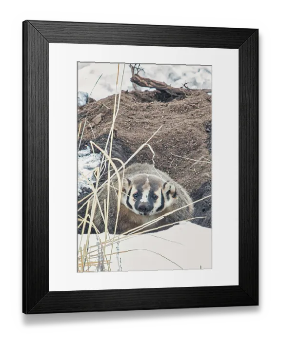 Framed Print : Badger in Lamar Valley in Yellowstone National Park Framed Print : Badger in Lamar Valley in Yellowstone National Park