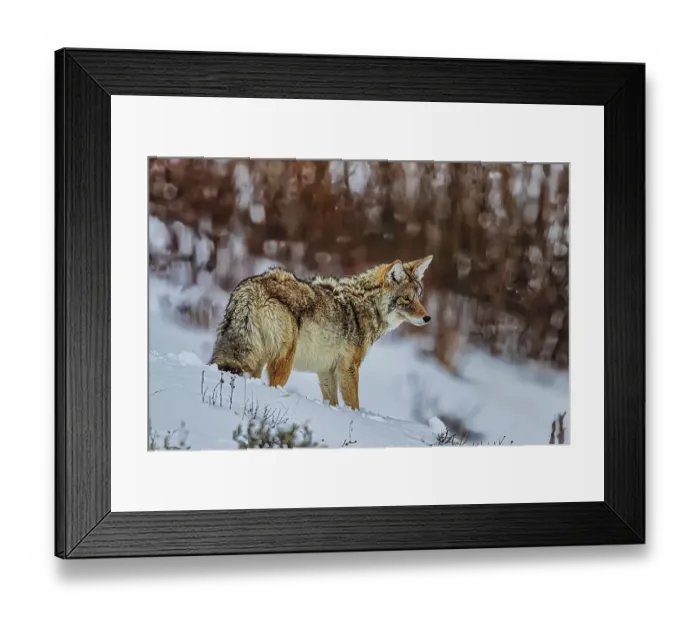 Framed Print : Coyote in Northern Range of Yellowstone National Park Framed Print : Coyote in Northern Range of Yellowstone National Park