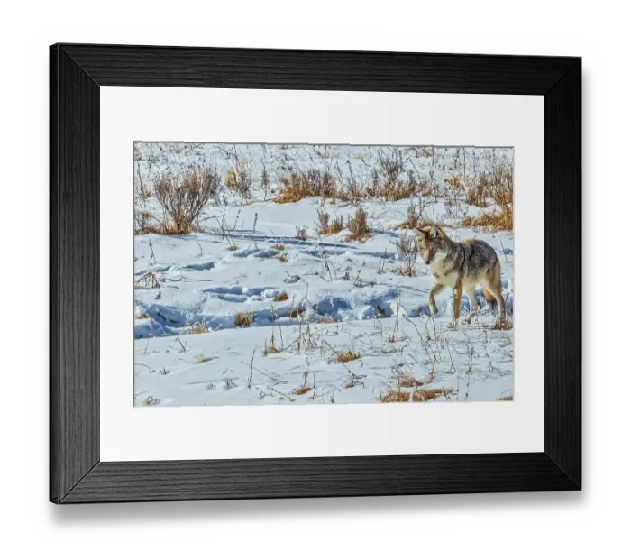 Framed Print : Coyote in Hayden Valley of Yellowstone National Park Framed Print : Coyote in Hayden Valley of Yellowstone National Park