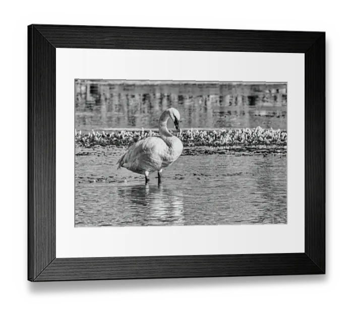 Framed Print : Trumpeter swan with a mallard duck on the Yellowstone River of Yellowstone National Park