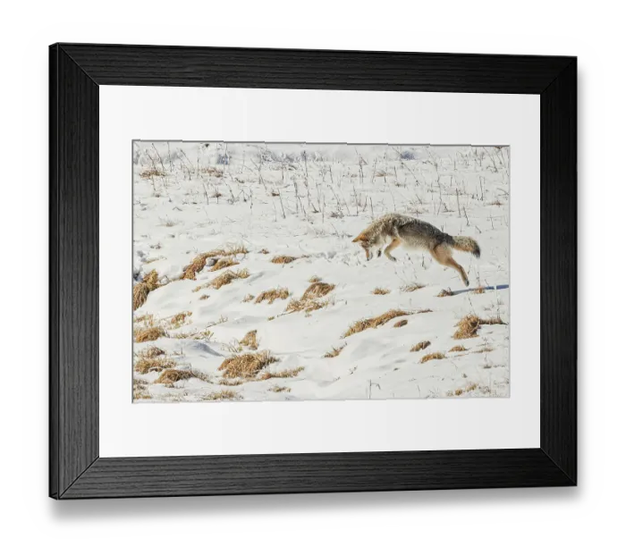 Framed Print : Coyote in Hayden Valley of Yellowstone National Park