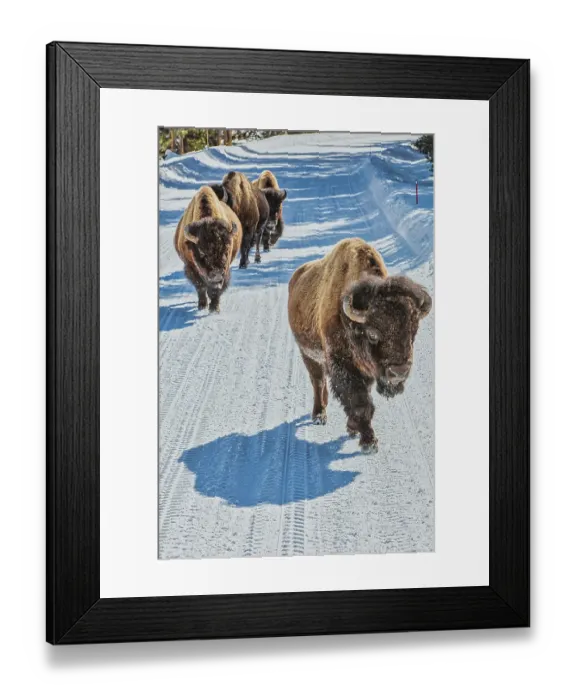 Framed Print : Yellowstone National Park Framed Print : Yellowstone National Park